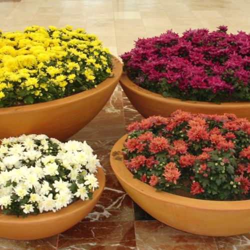 Juego de macetas Jicaras con flores de temporada